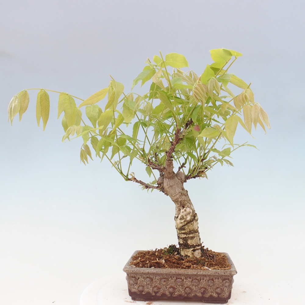 Kültéri bonsai - Wisteria floribunda