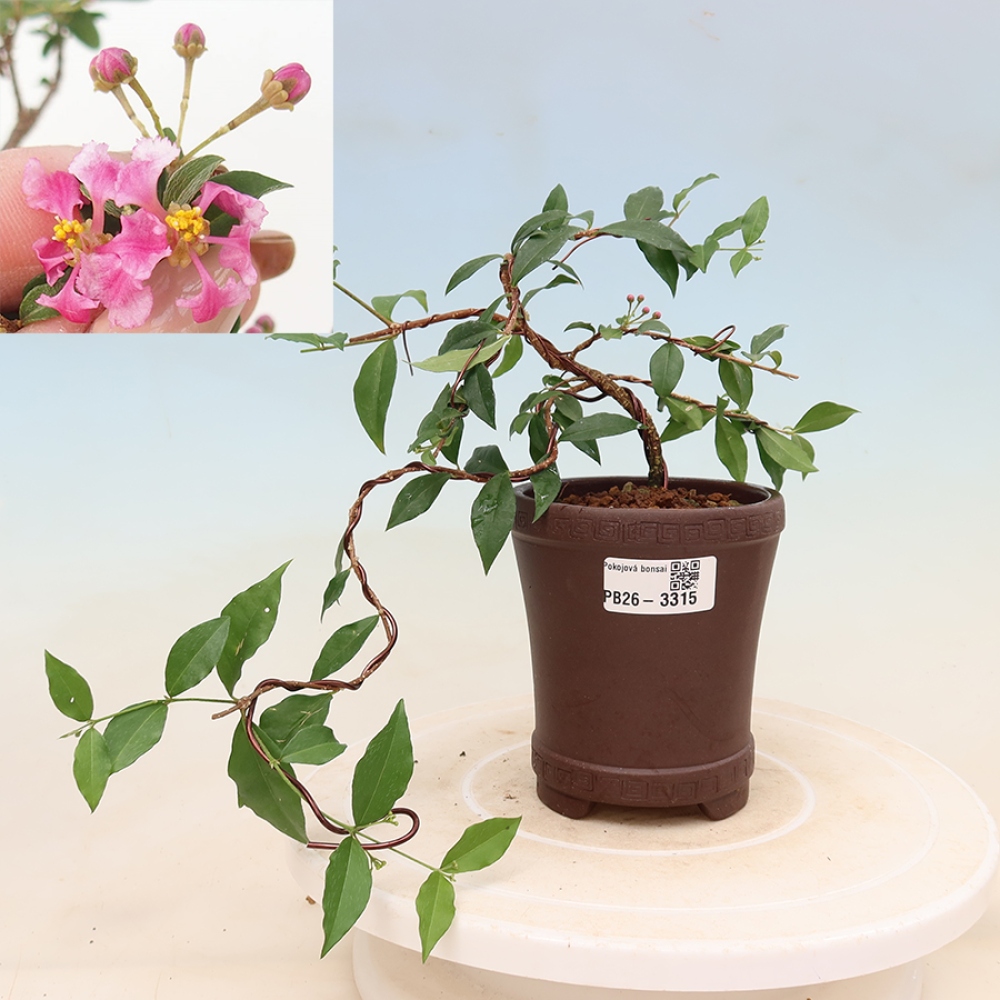 Szobai bonsai – barbadosi cseresznye (Malpighia glabra) 