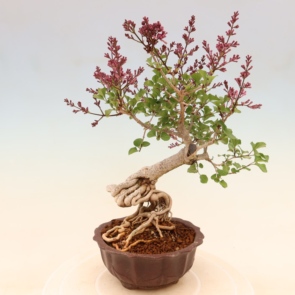 Kültéri bonsai - Syringa microphylla - kisvirágú lila
