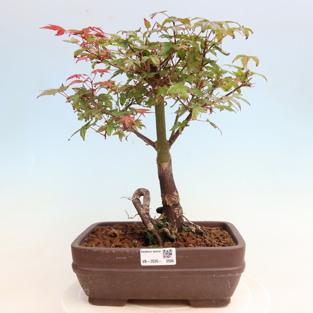 Kültéri bonsai - Acer palmatum DESHOJO
