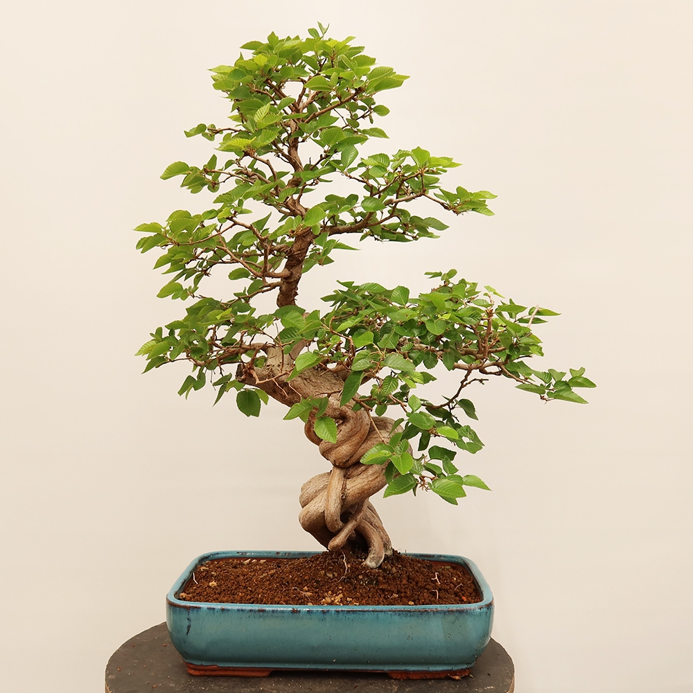 Kültéri bonsai -Carpinus Coreana - Koreai gyertyánfa