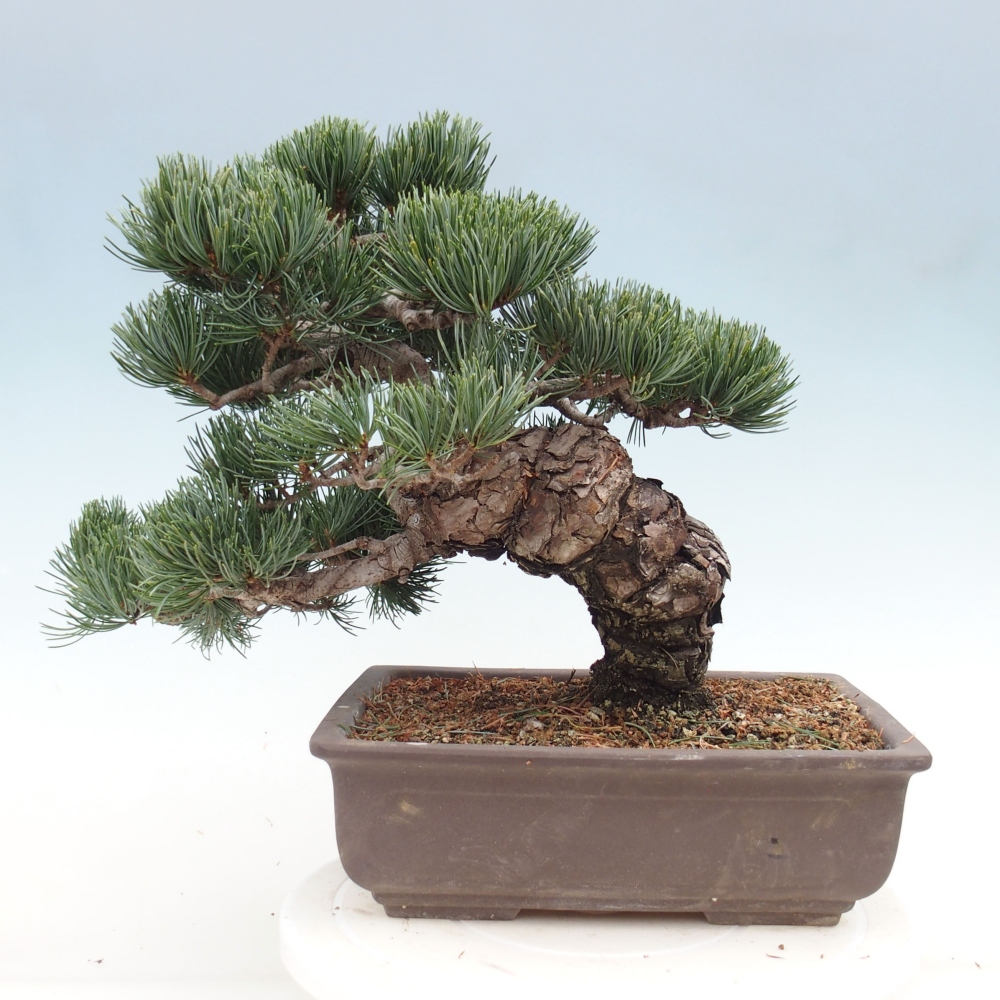 Kültéri bonsai - Pinus parviflora - Pinus parviflora