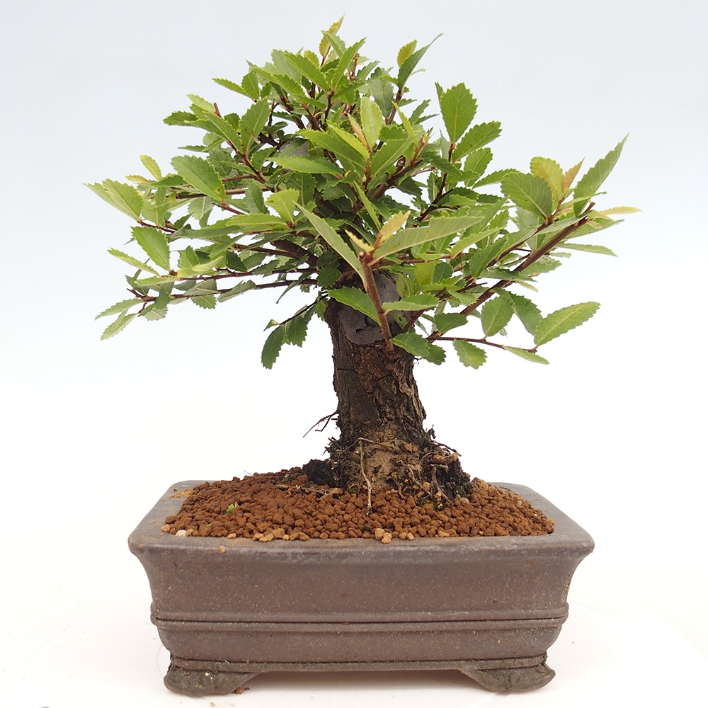 Kültéri bonsai - Zelkova - Zelkova NIRE