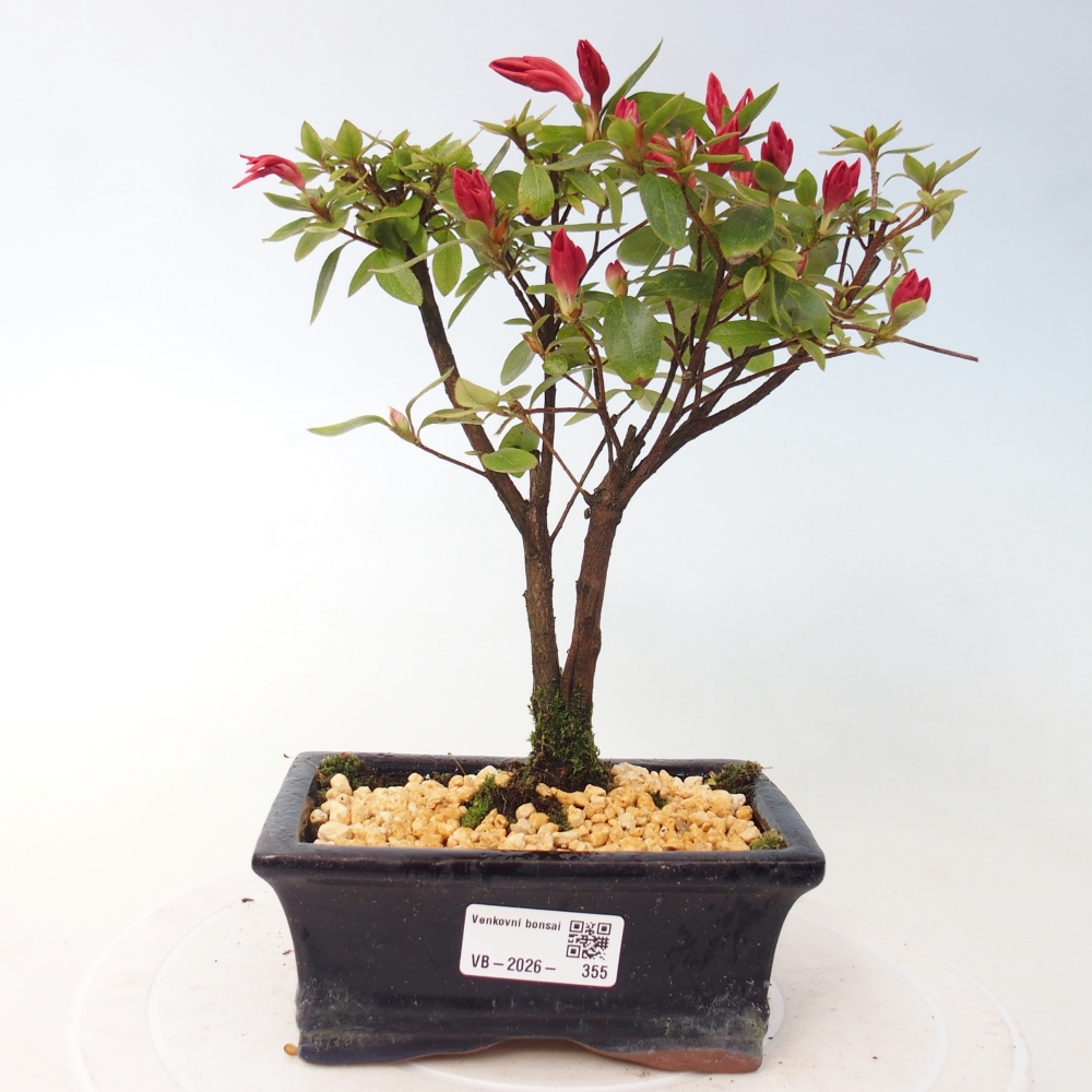 Kültéri bonsai - japán azálea - Azalea sp.