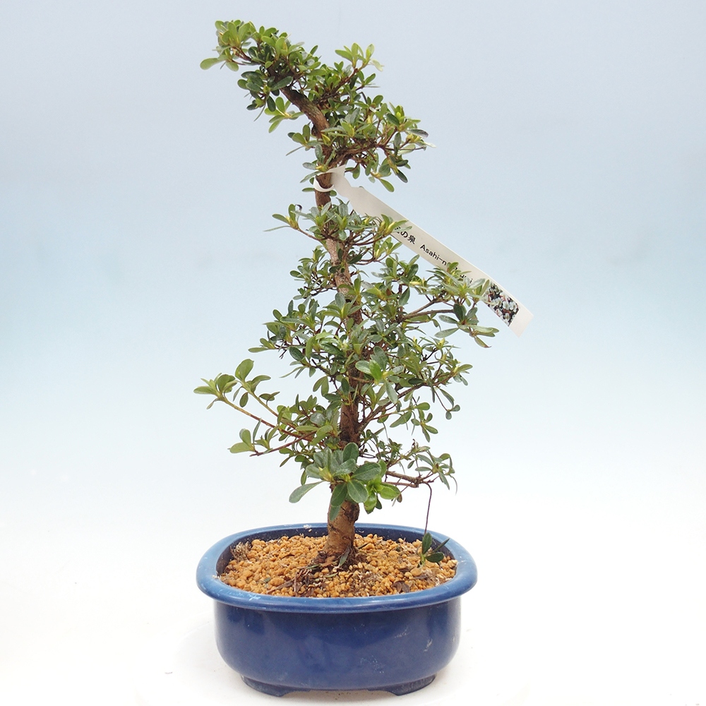 Kültéri bonsai - Japán azálea - Azálea Asahi-no-izumi