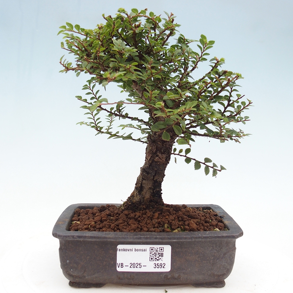 Kültéri bonsai - Ulmus parvifolia Hokkaido - Kínai szil - Ulmus parvifolia Hokkaido