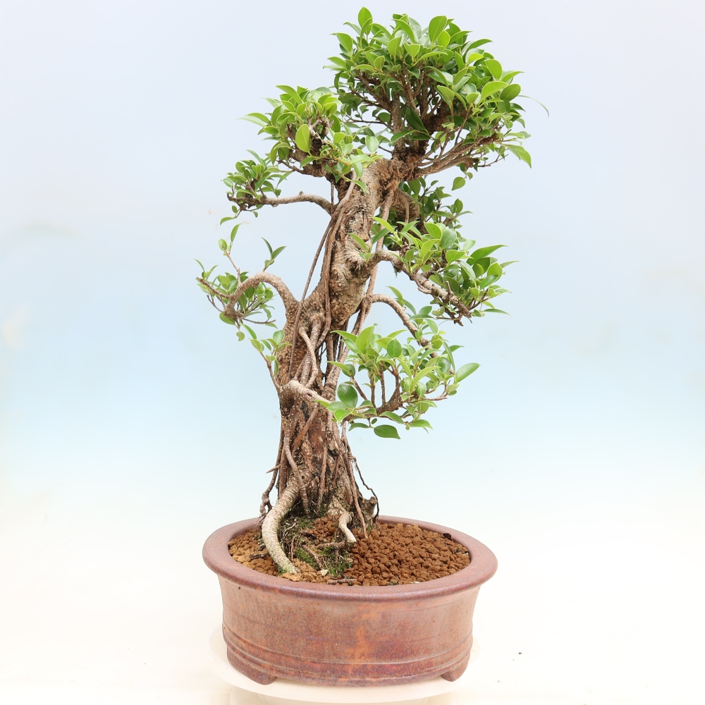 Szobai bonsai - Ficus kimmen - kislevelű fikusz