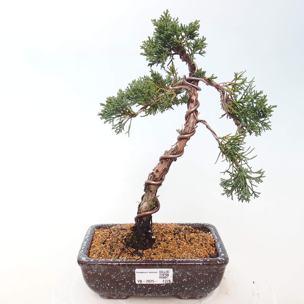 Kültéri bonsai - Juniperus chinensis Kishu