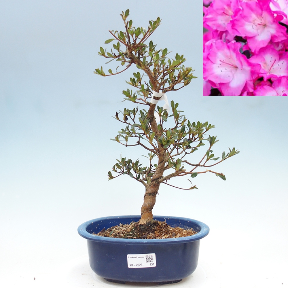 Kültéri bonsai - Japán azálea - Azalea Mio