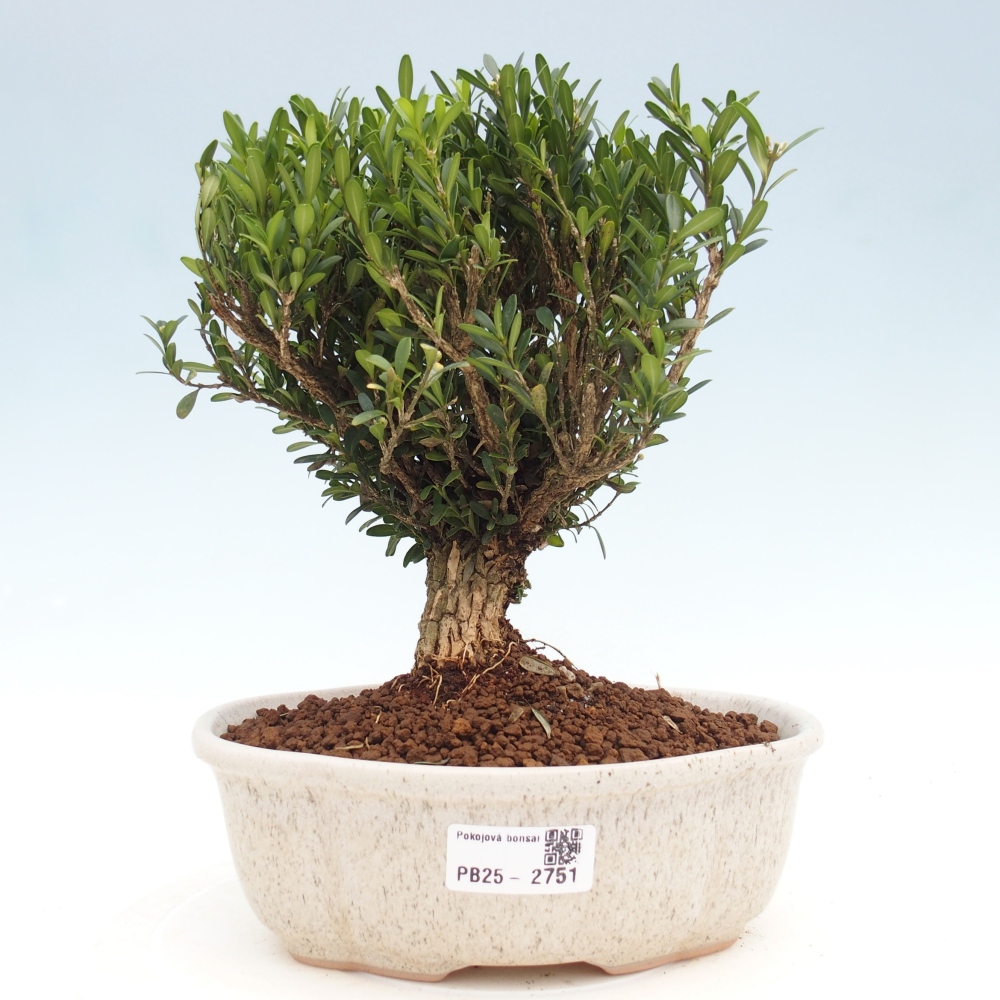 Szobai bonsai - Buxus harlandii - parafa buxus