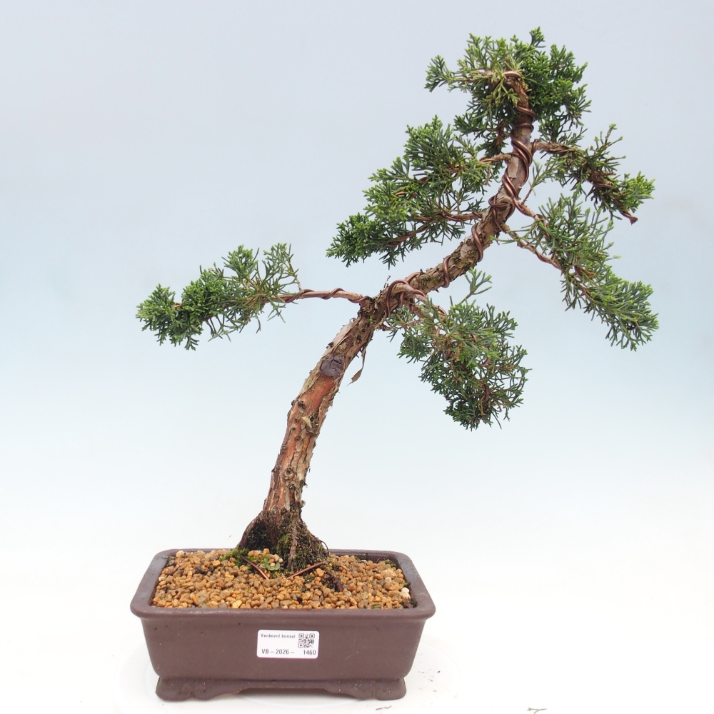 Kültéri bonsai - Juniperus chinensis Kishu