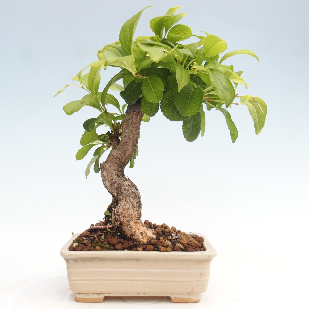 Kültéri bonsai - Celastrus orbiculatus
