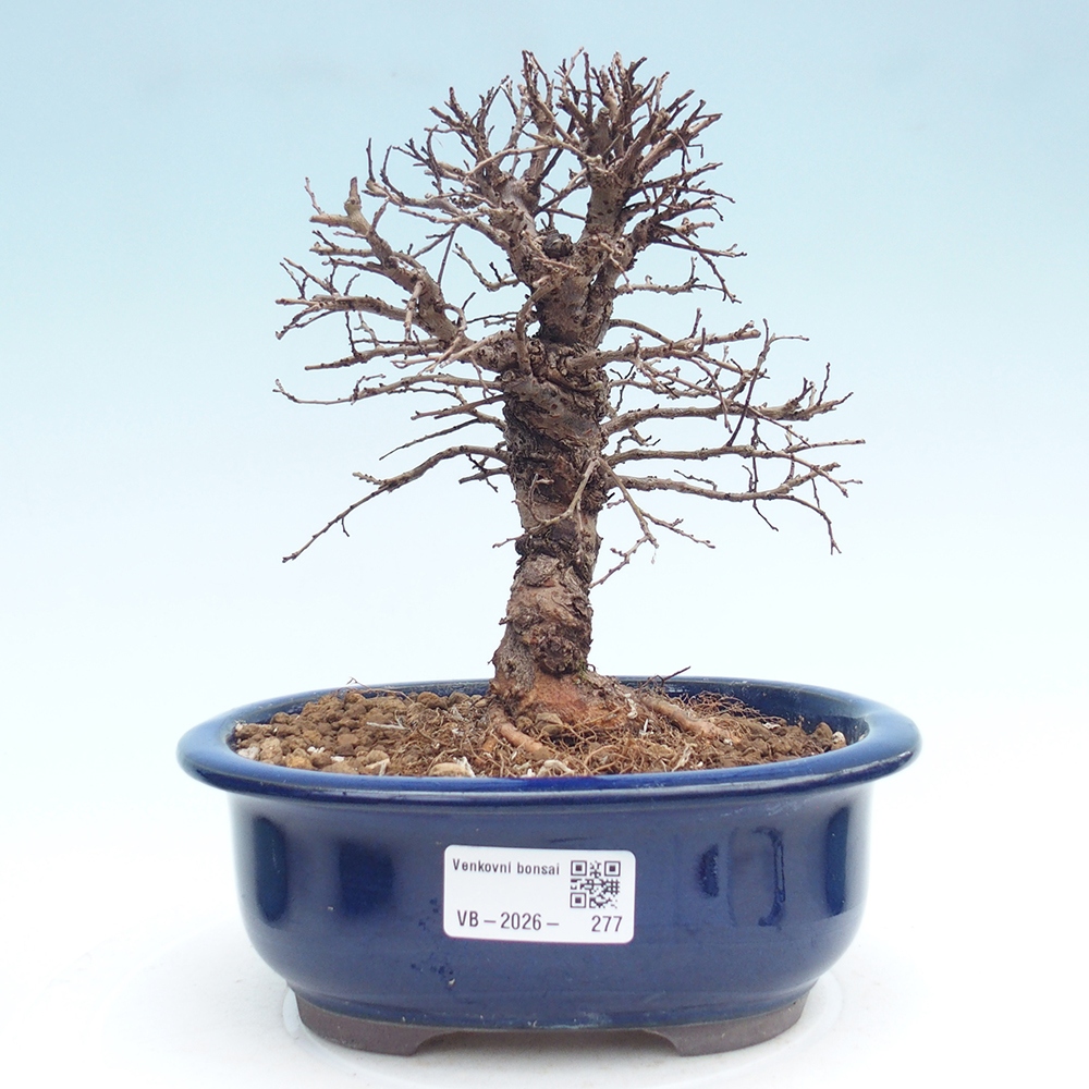 Kültéri bonsai - Zelkova - Zelkova NIRE