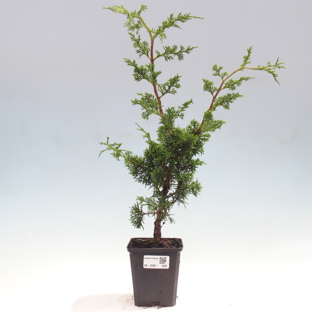 Kültéri bonsai - Juniperus chinensis Itoigawa