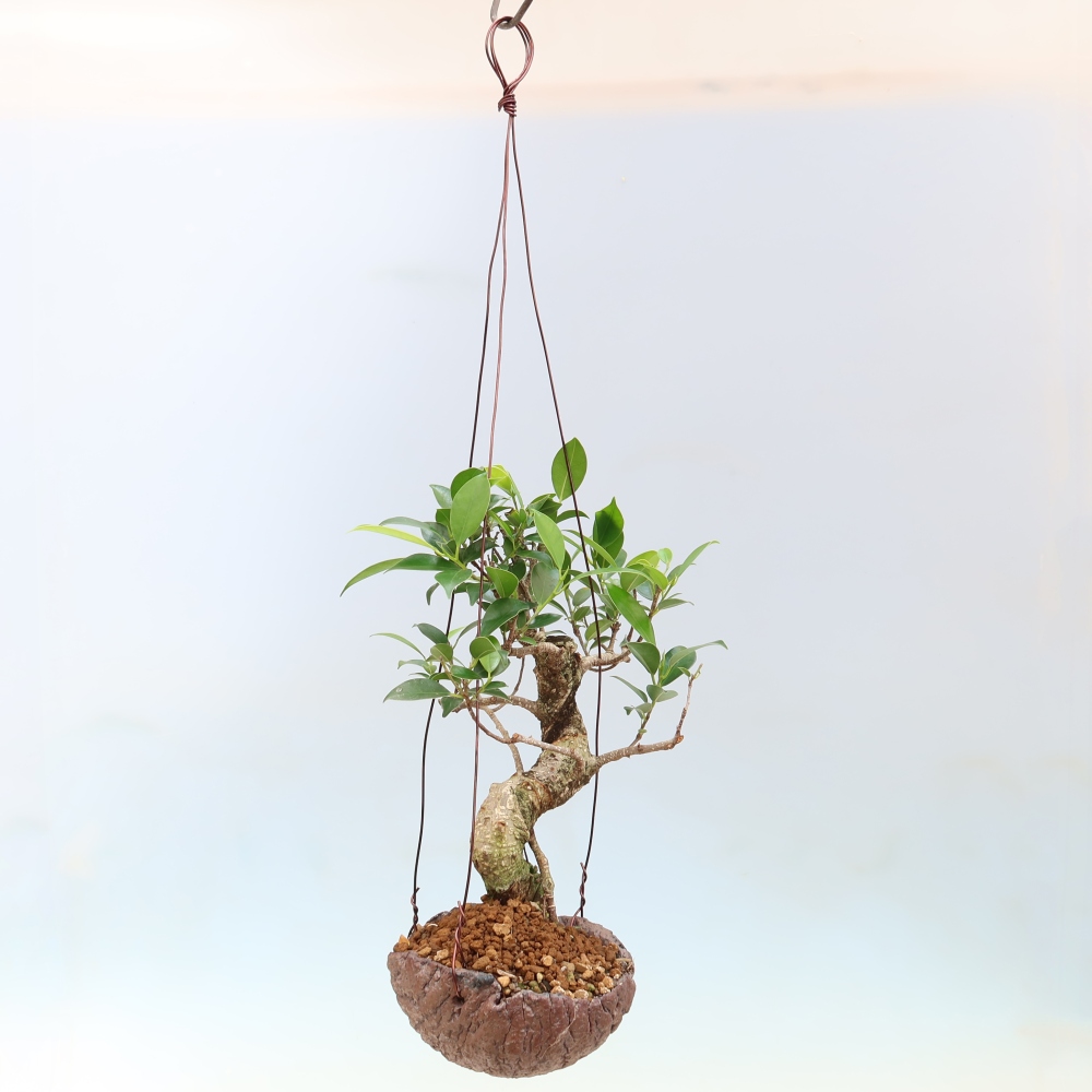 Kokedama kerámiában - kislevelű fikusz - Ficus kimmen