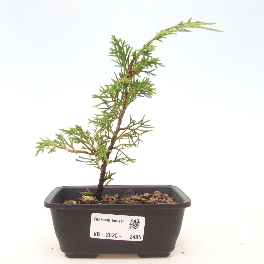 Kültéri bonsai - Juniperus chinensis Itoigawa