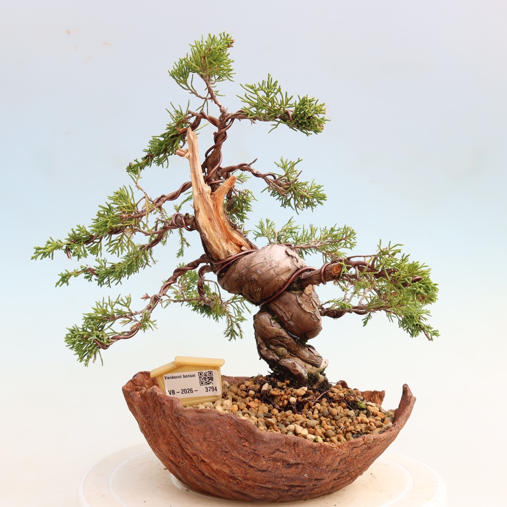 Kültéri bonsai - Juniperus chinensis Itoigawa-Juniperus chinensis