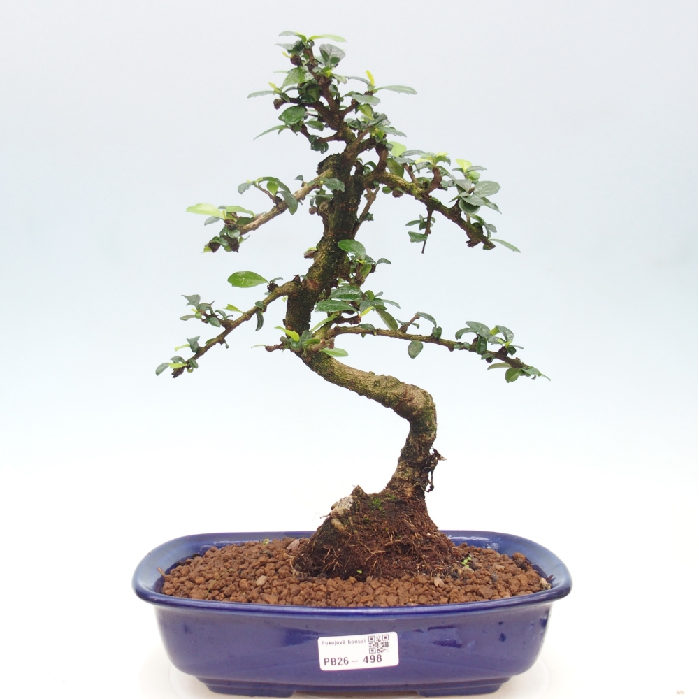 Szobai bonsai - Carmona macrophylla - Tea fuki