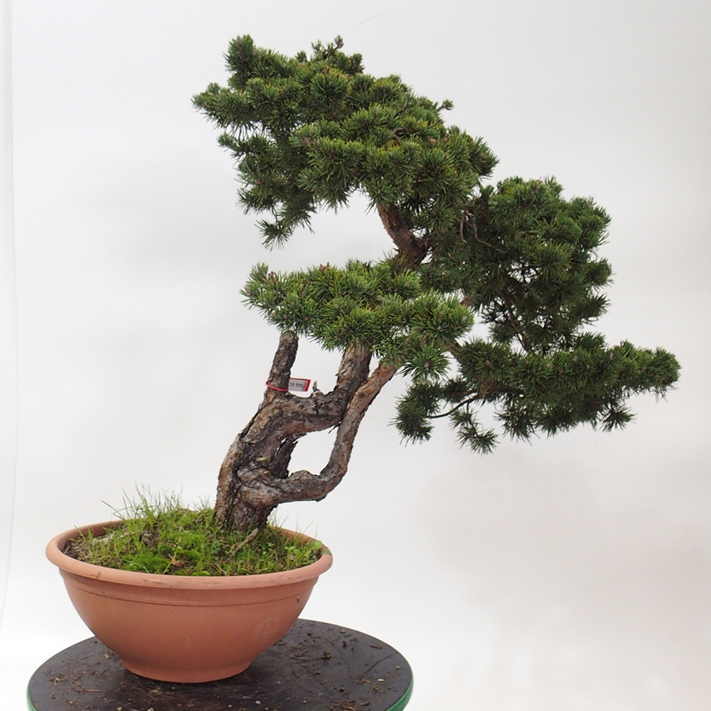 Yamadori - Pinus sylvestris Spanyolország