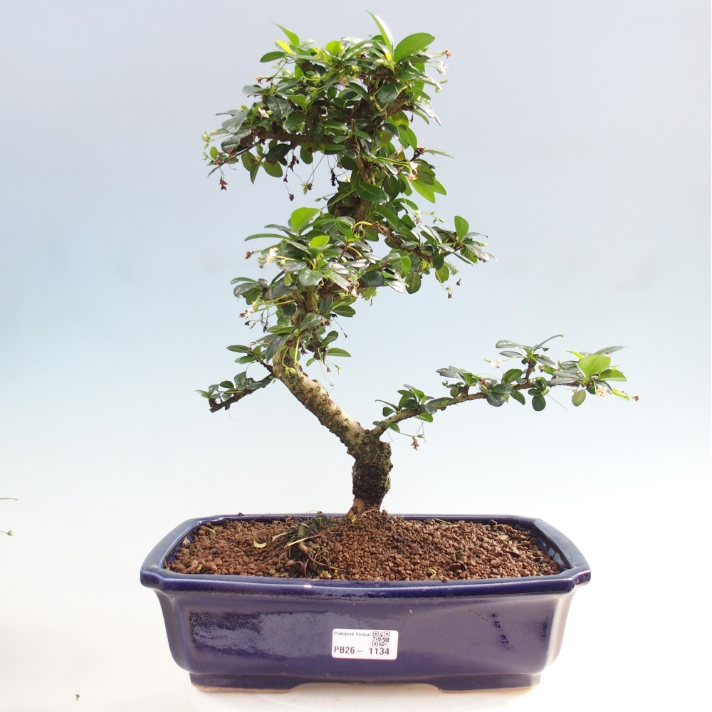 Szobai bonsai - Carmona macrophylla - Tea fuki
