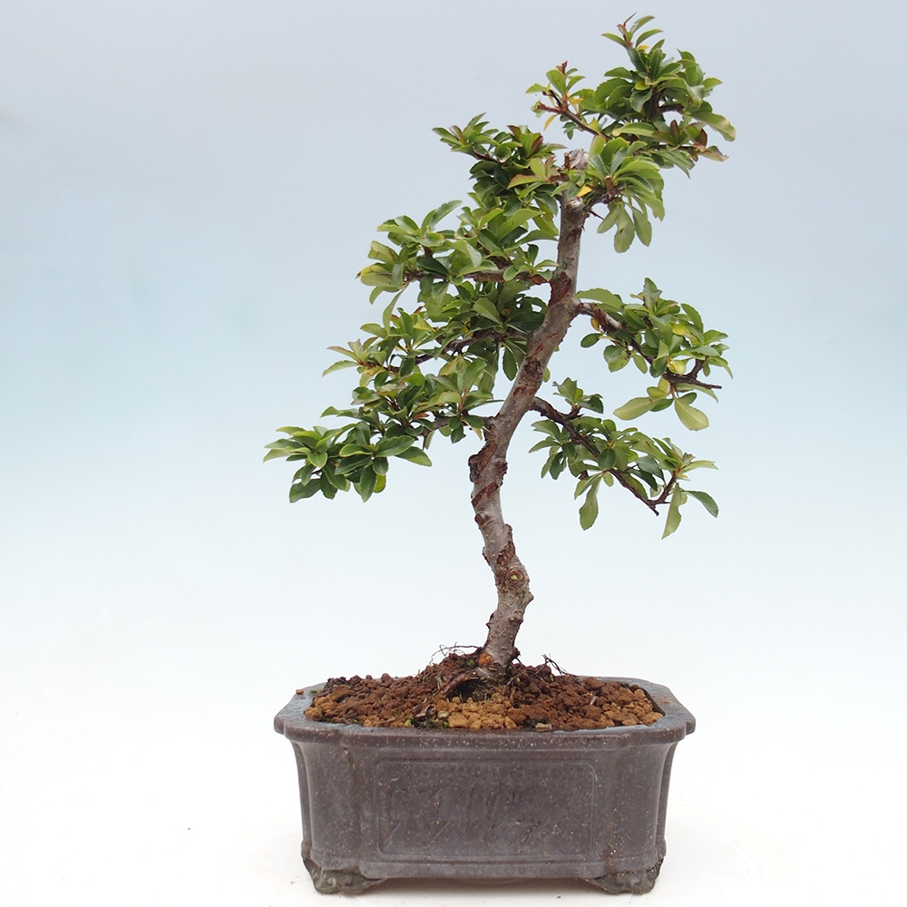 Kültéri bonsai-Pyracantha Teton - Hlox