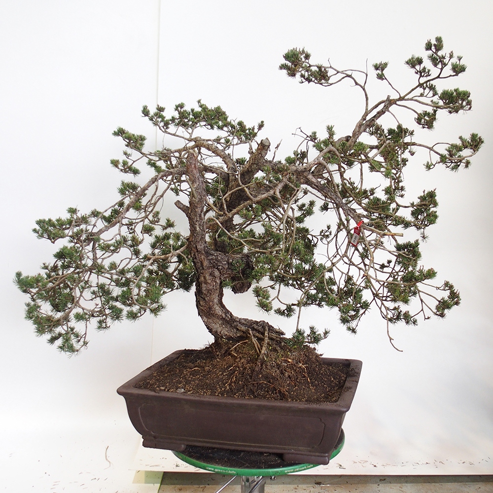 Yamadori - Pinus sylvestris Spanyolország