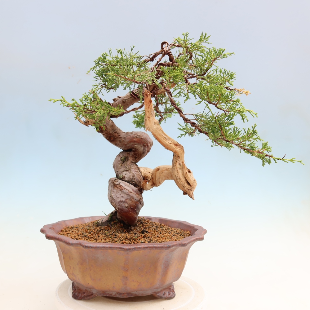 Kültéri bonsai - Juniperus chinensis Itoigawa-Juniperus chinensis