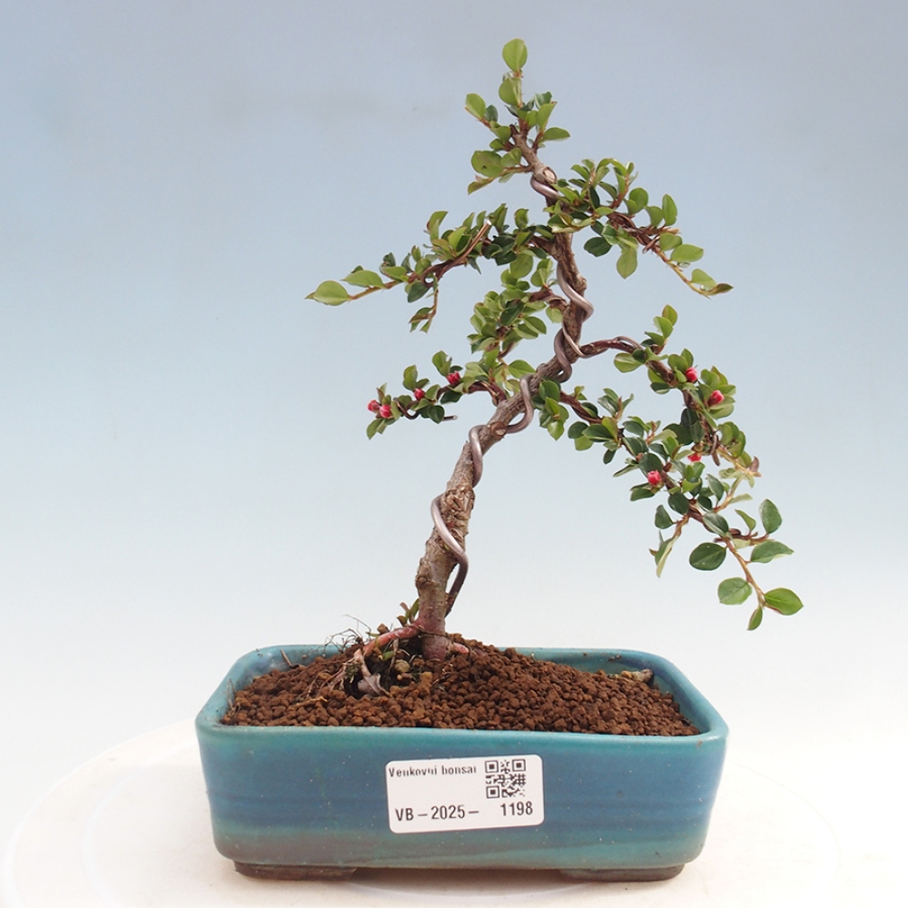 Kültéri bonsai - Cotoneaster horizontalis - Rocky Mountain