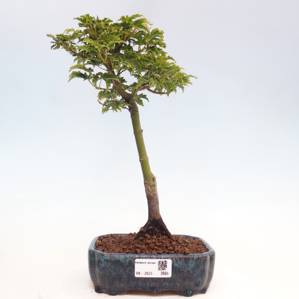 Kültéri bonsai -Javor pálma Acer palmatum Shishigashira