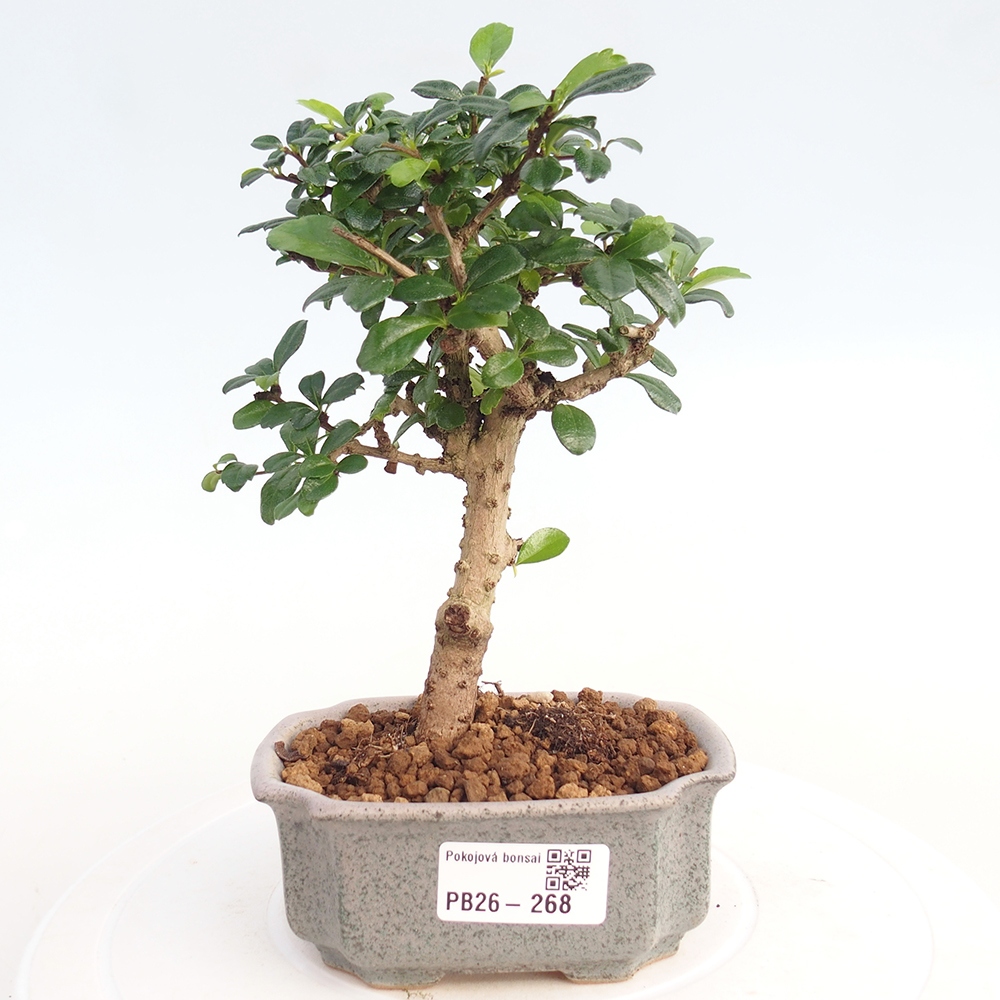 Szobai bonsai - Carmona macrophylla - Tea fuki