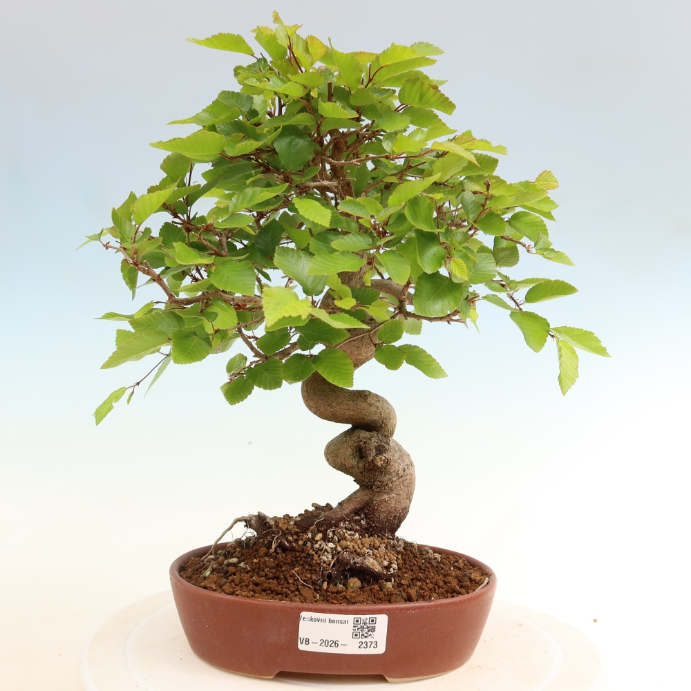 Kültéri bonsai -Carpinus Coreana - Koreai gyertyánfa