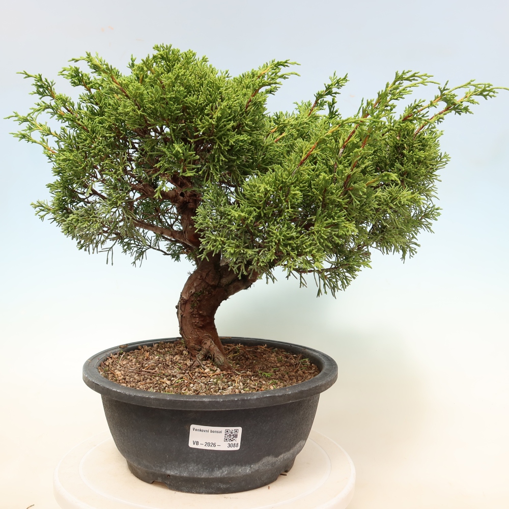 Kültéri bonsai - Juniperus chinensis Itoigawa-Juniperus chinensis