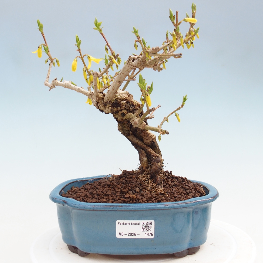 Kültéri bonsai - Zlatice - Forsythia koreana
