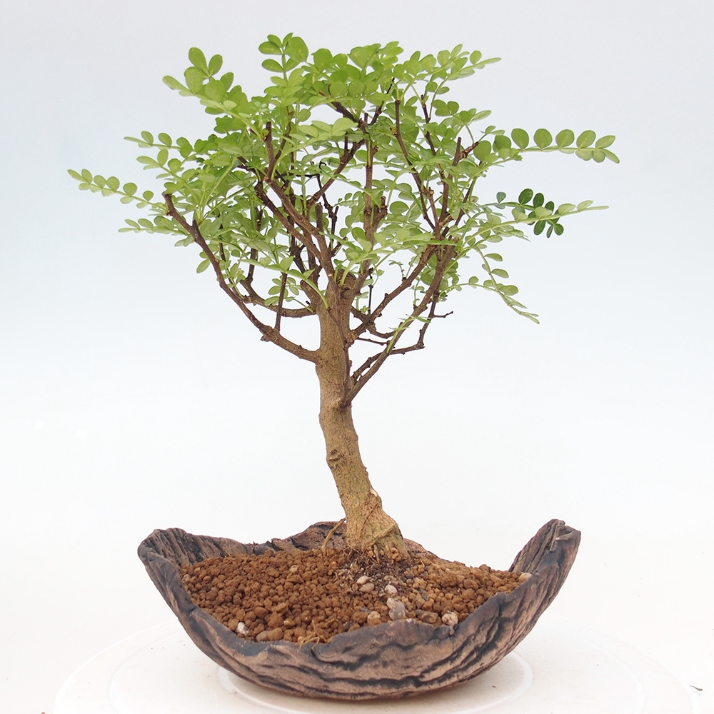 Szobai bonsai - Zantoxylum piperitum - borsfa