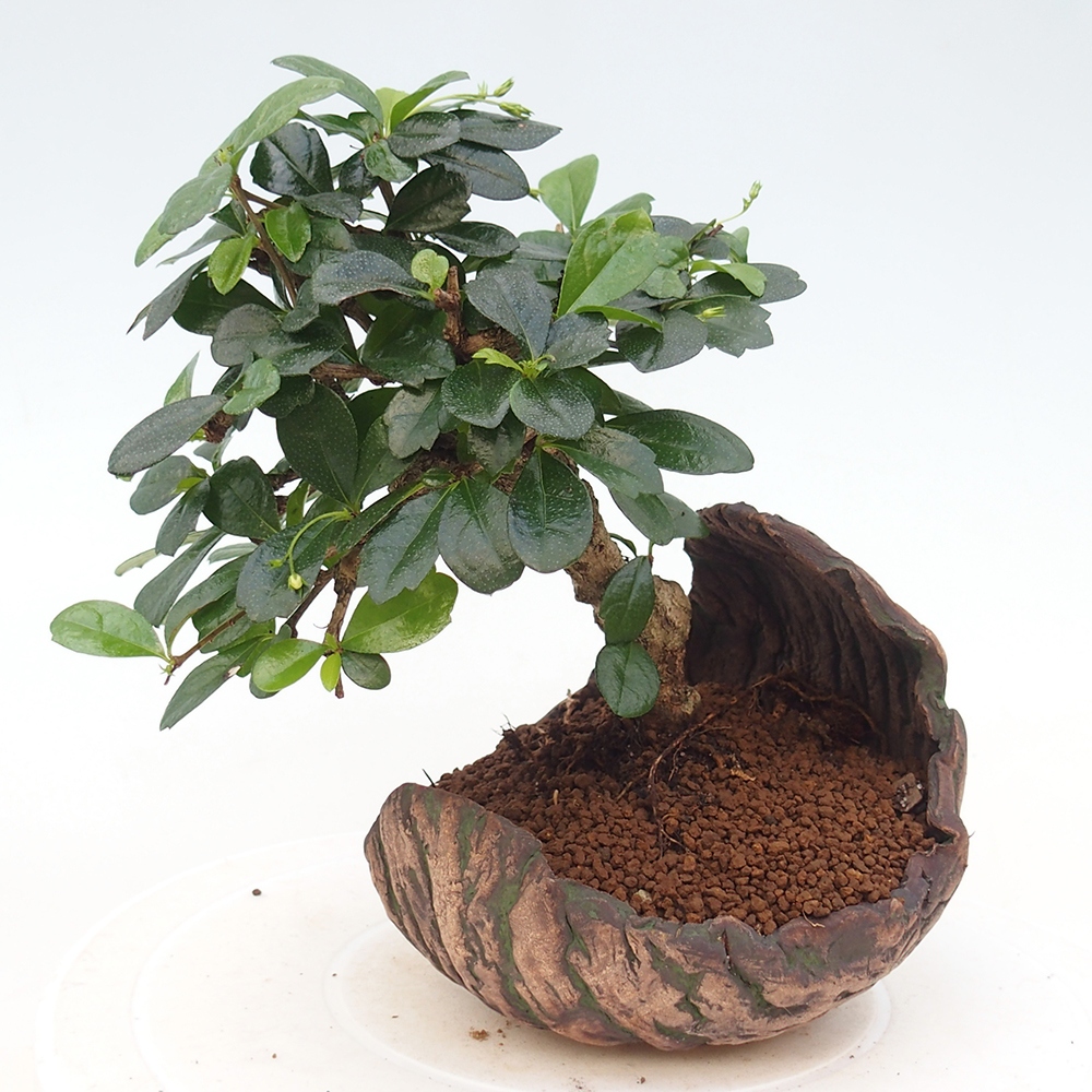 Szobai bonsai - Carmona macrophylla - Tea fuki