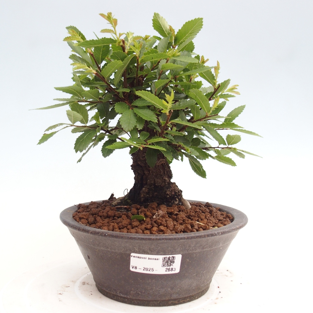 Kültéri bonsai - Zelkova - Zelkova NIRE