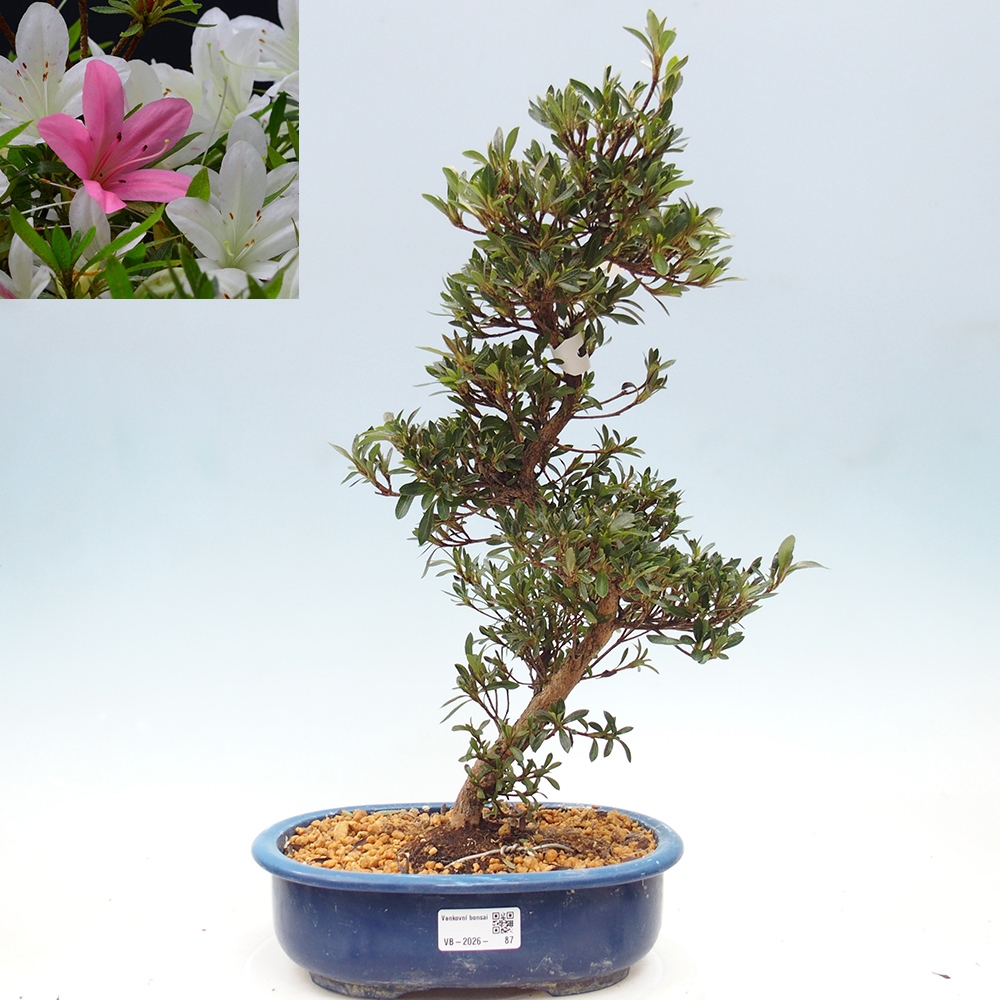 Kültéri bonsai - Japán azálea - Azalea Hakurin