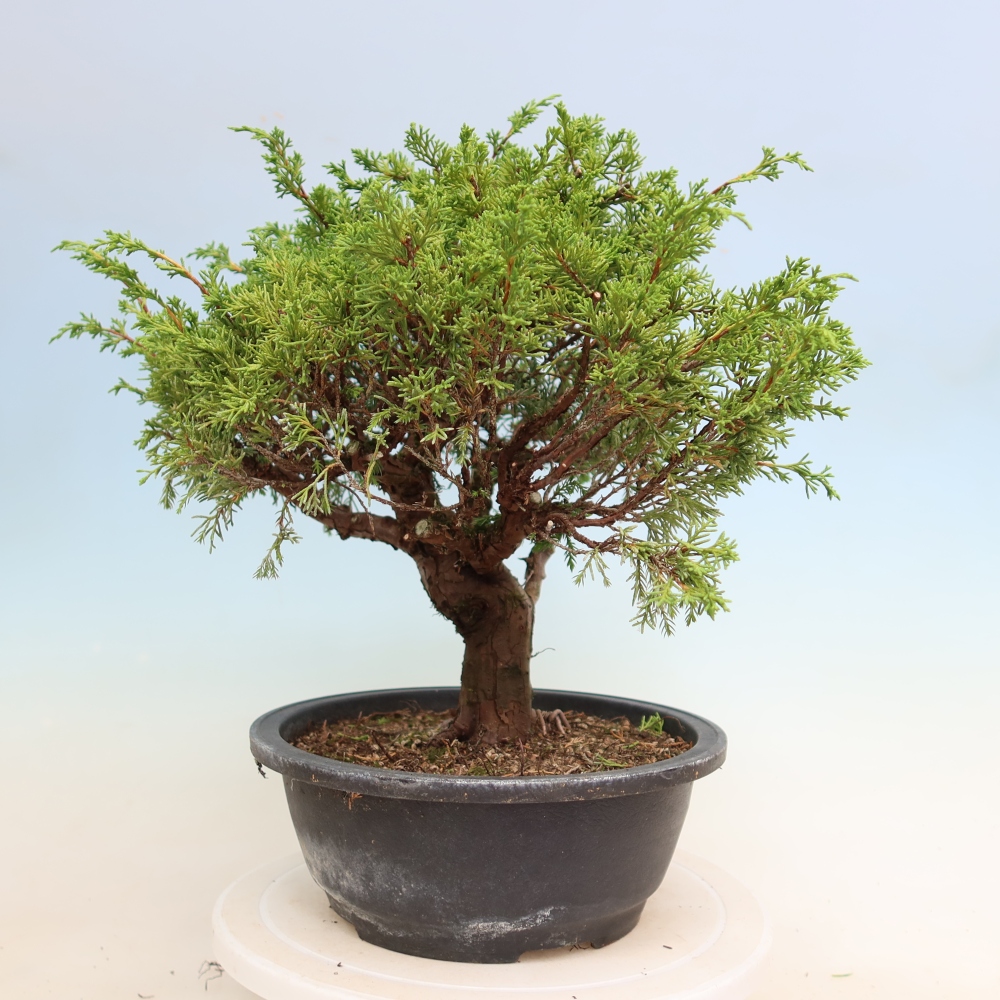 Kültéri bonsai - Juniperus chinensis Itoigawa-Juniperus chinensis