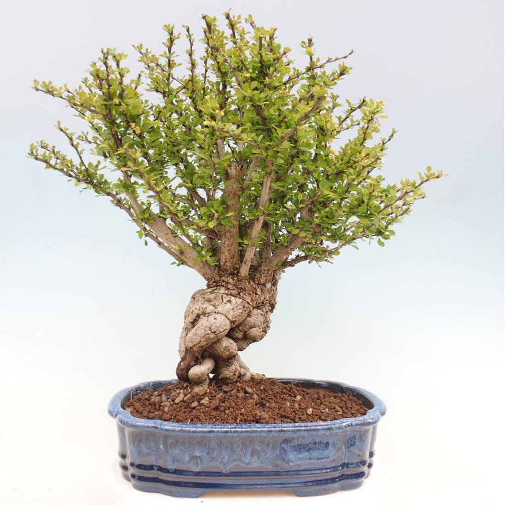 Kültéri bonsai - Berberis coreana