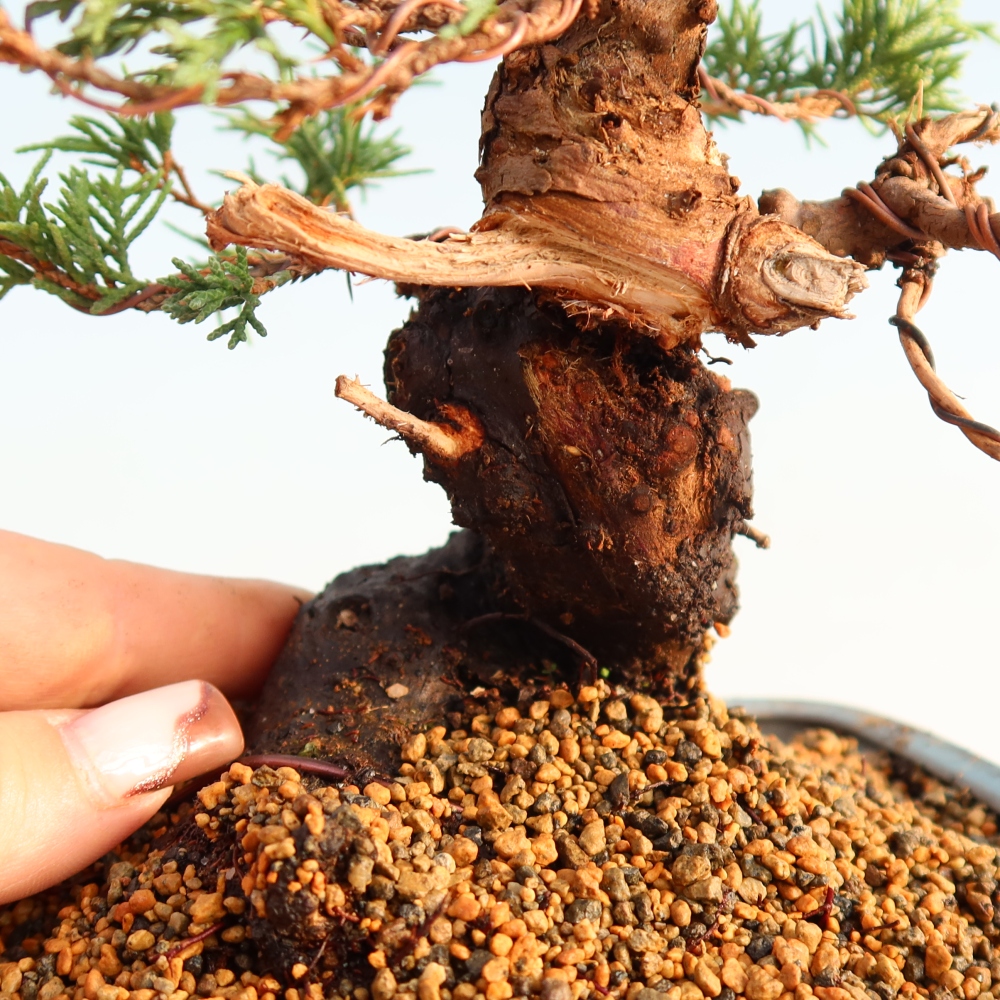 Kültéri bonsai - Juniperus chinensis Itoigawa