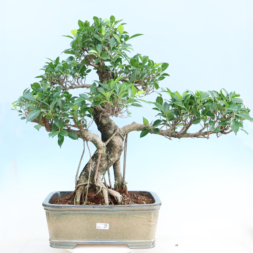 Szobai bonsai - Ficus kimmen - kislevelű fikusz