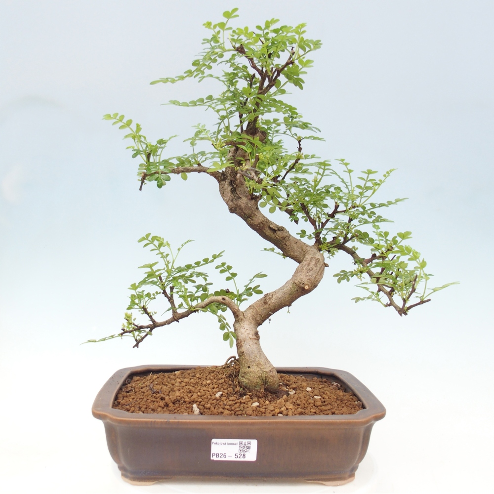 Szobai bonsai - Zantoxylum piperitum - borsfa