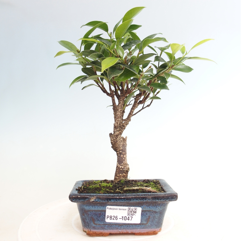 Szoba bonsai Ficus retusa kimmen
