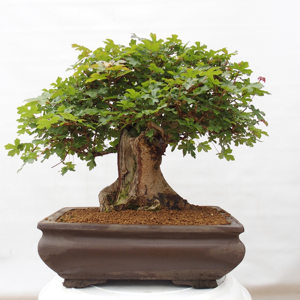 Kültéri bonsai - Francia juhar - Acer Nonspessulanum