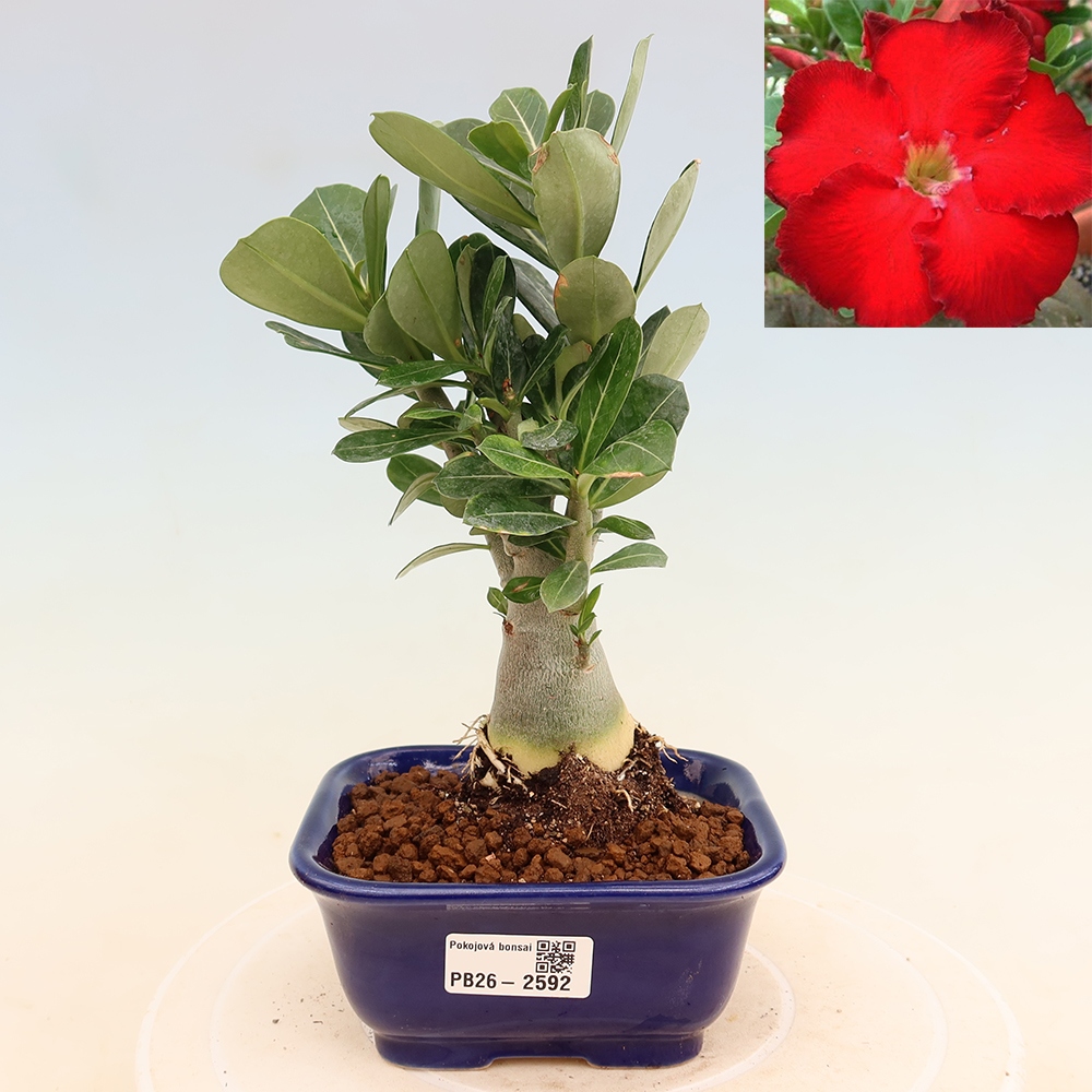 Szobabonsai – Adenium obesum Red Star – Sivatagi rózsa