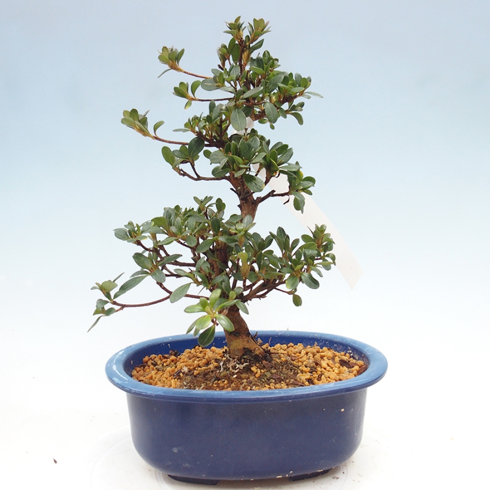 Kültéri bonsai - Japán azálea - Azalea Kobai