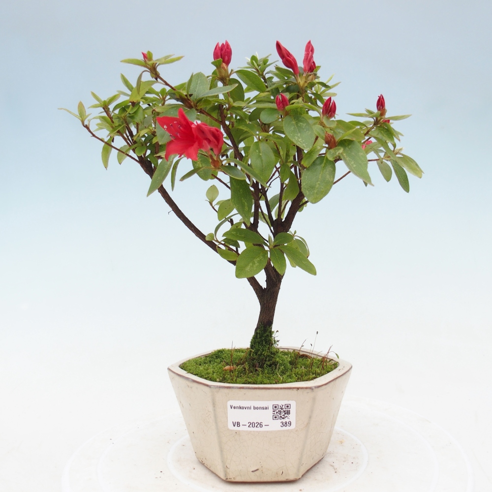 Kültéri bonsai - japán azálea - Azalea sp.