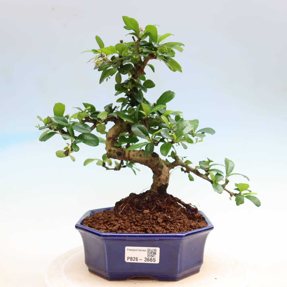 Szobai bonsai - Carmona macrophylla - Tea fuki