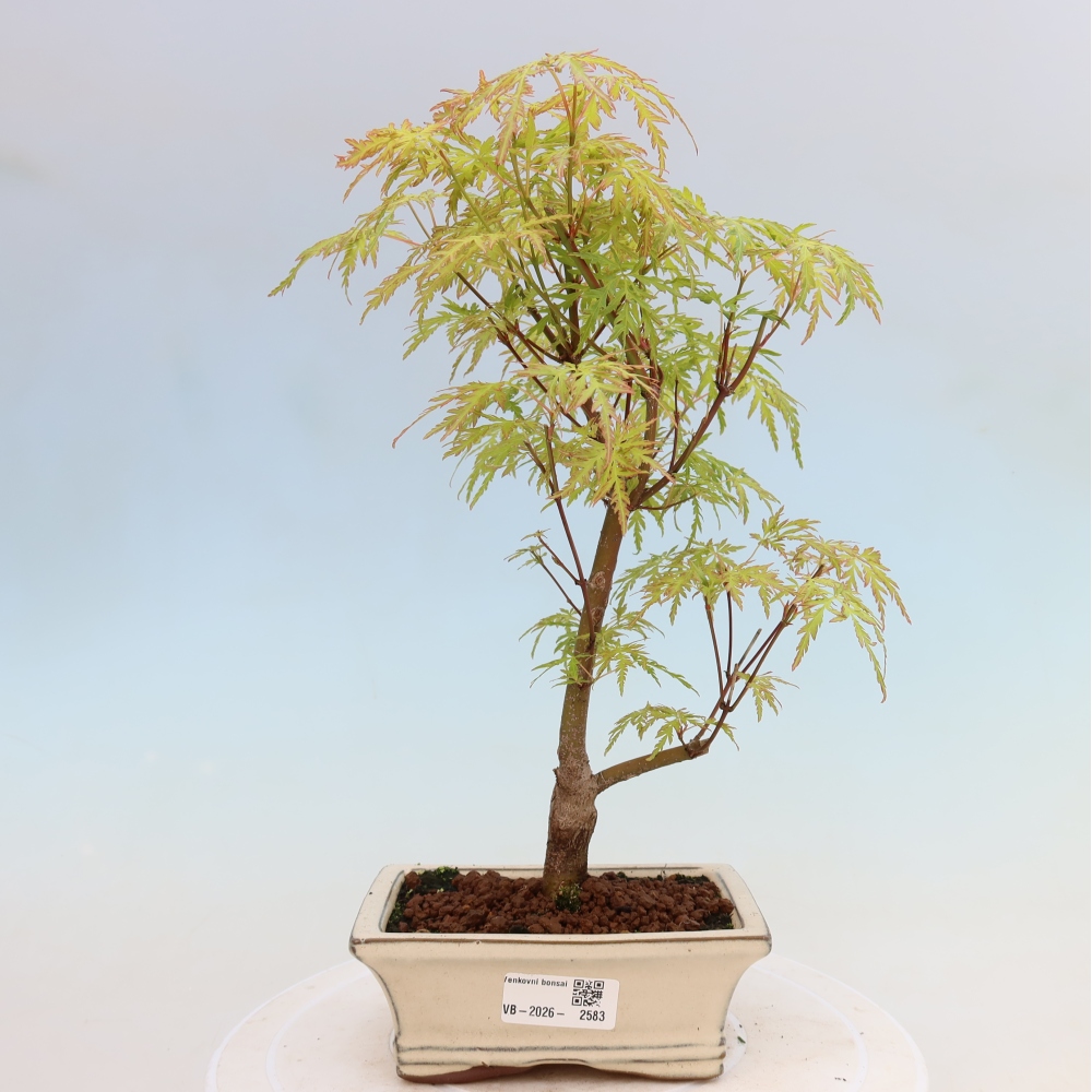 Kültéri bonsai - Acer palmatum Dissectum