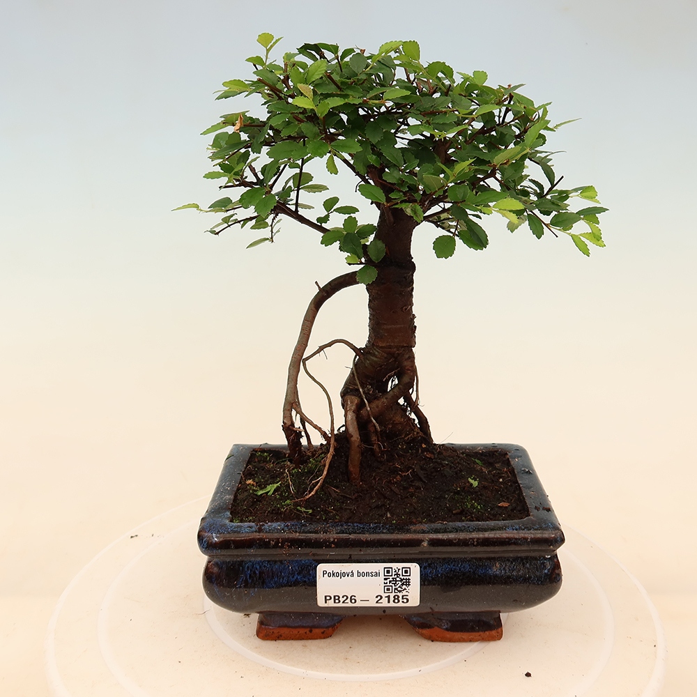 Szobai bonsai - Ulmus parvifolia - Kislevelű szilfa